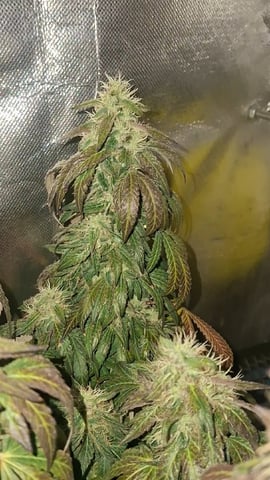 1st Grow - ROYAL MOBY (indoor)(photop.) — flower, day 162
