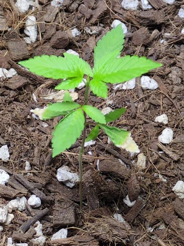 Audrey III — vegetative, day 35