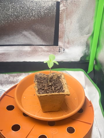 2nd Try — seedling_rooting, day 12
