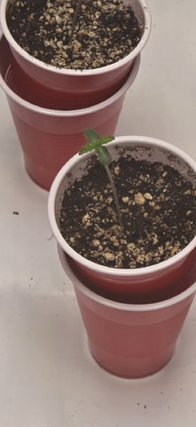 Maple Nectar  — seedling_rooting, day 7