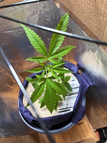 My Devine Conscious  — vegetative, day 56