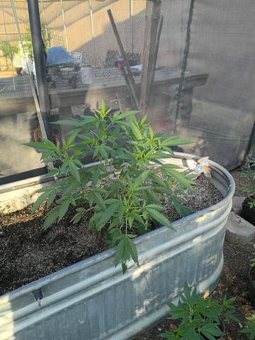 Platinum Og — vegetative, day 32