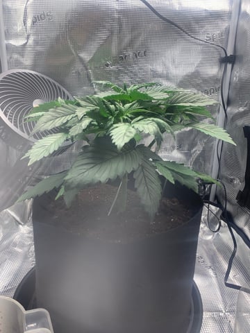 Blackberry Moonrocks (First Grow) — vegetative, day 2