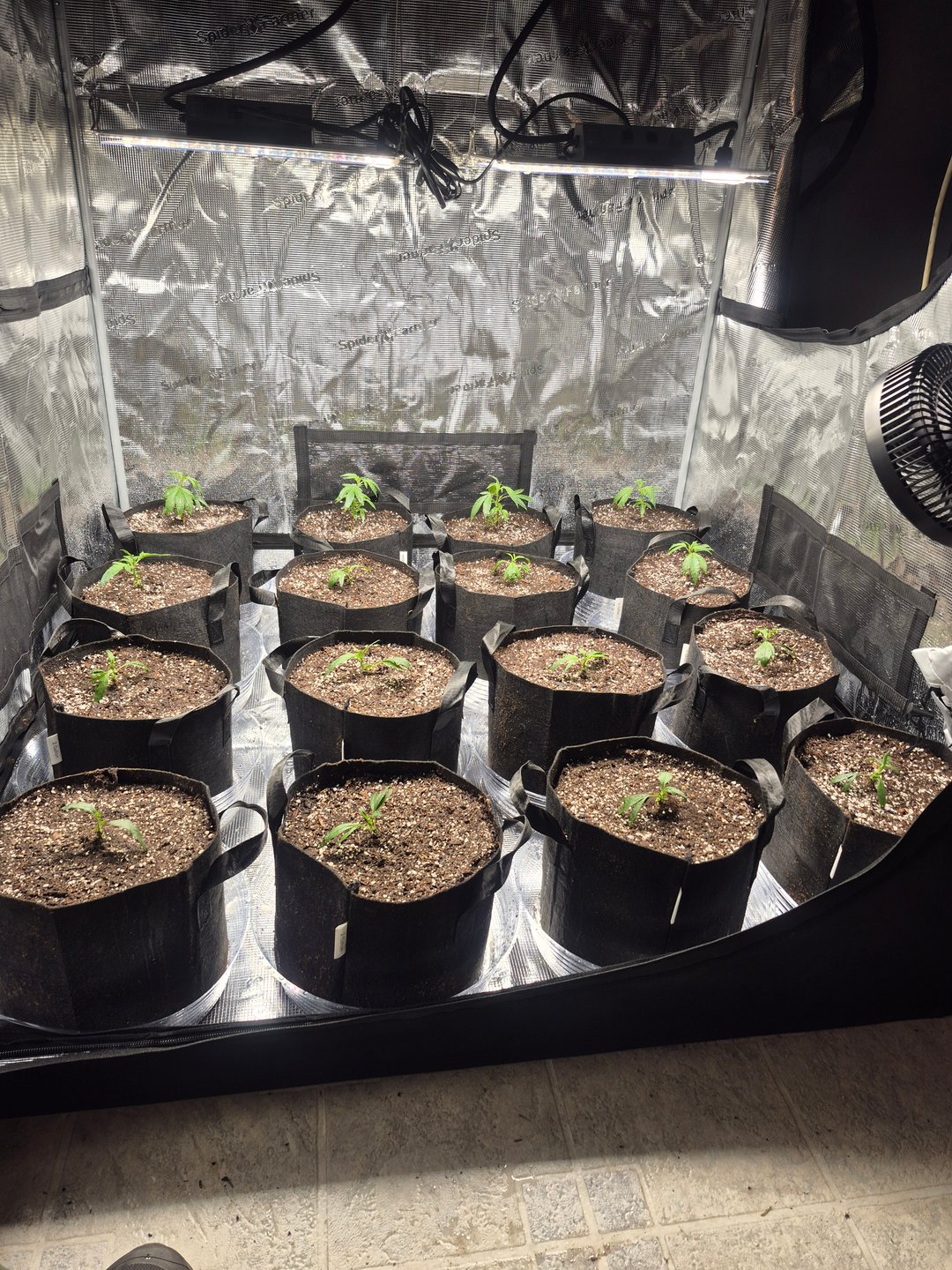Back Indoors 1st Grow 