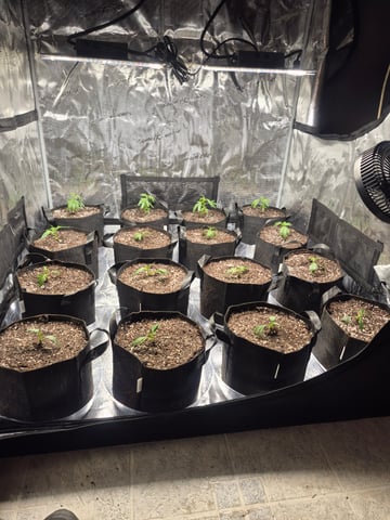 Back Indoors 1st Grow 