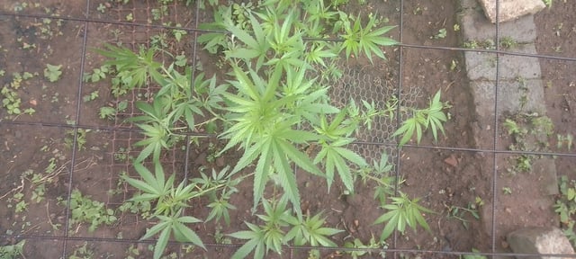 Sour diesel OG — seedling_rooting, day 1