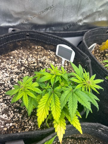 winter 25-26 — vegetative, day 25