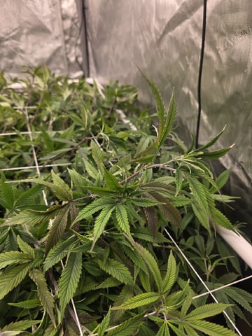 Dante's Inferno Rerun — flower, day 111