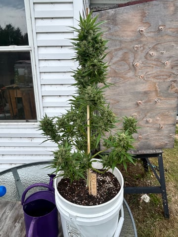 First ever grow — flower, day 83