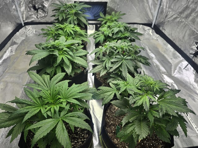 Autos AGAIN — vegetative, day 33