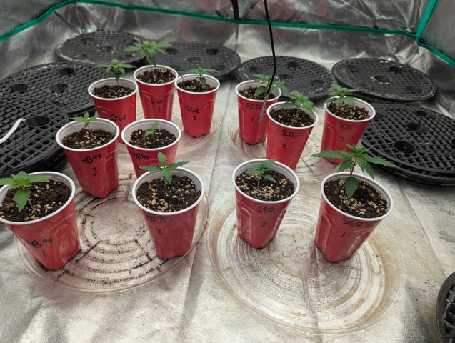 Photo July 25 — seedling_rooting, day 4