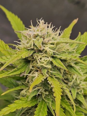 Gorilla Z auto — flower, day 83