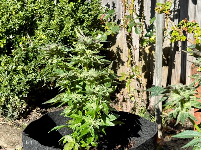 ice breaker 1 and 2  — flower, day 56