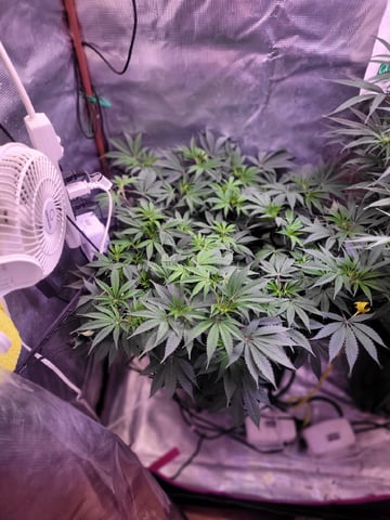 6th Grow — flower, day 48