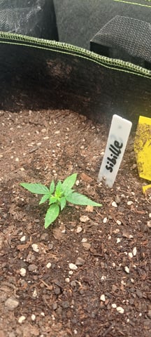 First Grow with the new setup  — seedling_rooting, day 11