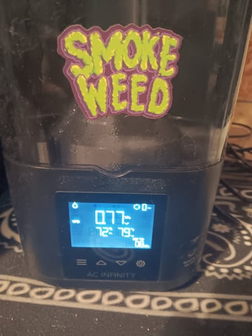 HP CC — seedling_rooting, day 12