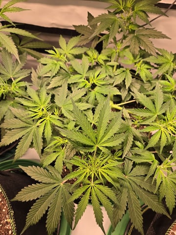 GDP auto 3X5 tent — flower, day 46