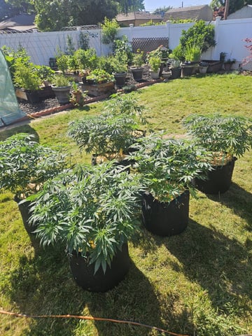 Sour Headies/OGBX1 — vegetative, day 20