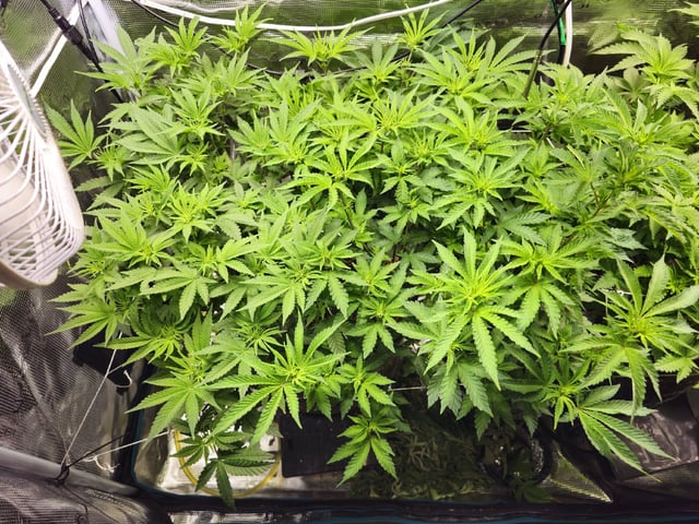 Crushberry Sugar and Khumbu Ice Fall  — flower, day 55