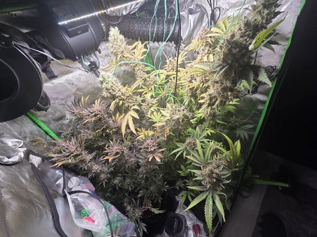 Special Kush#1 and Purple Queen Auto  — flower, day 146