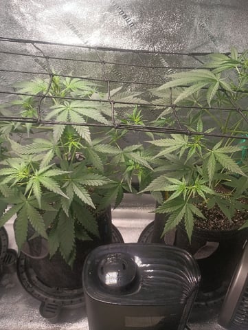 Auto Flower Wedding Glue — vegetative, day 9