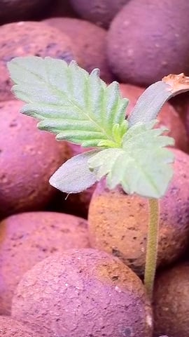 1st Ever Grow (Fat Bastard)(RDWC)  — seedling_rooting, day 7