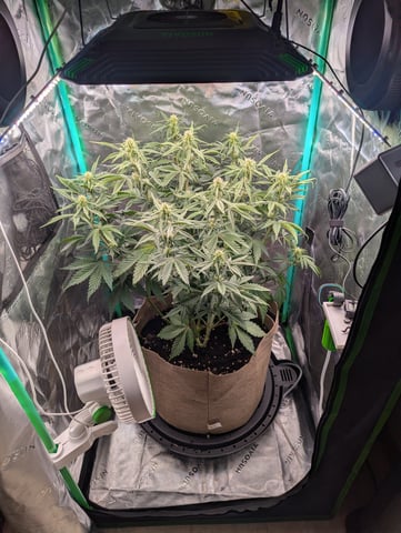 Piggy Stardust — flower, day 50
