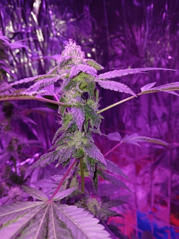 triangle kush  — flower, day 84