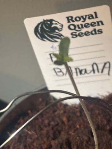 banana x Pink runtz — seedling_rooting, day 7