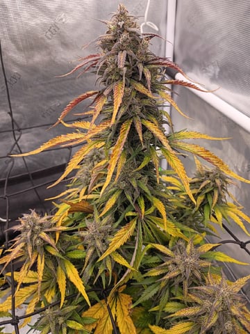 FastBuds-Auto Mix Pack-Quad Mystery