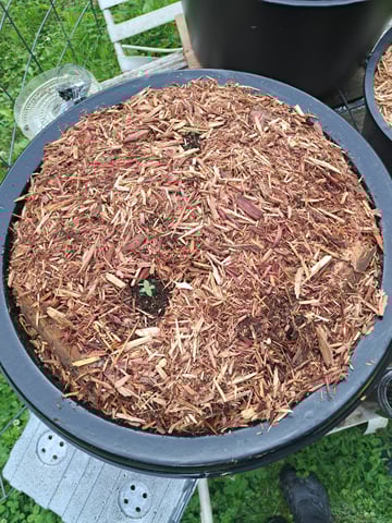 Bucket List Grow #2 — seedling_rooting, day 4