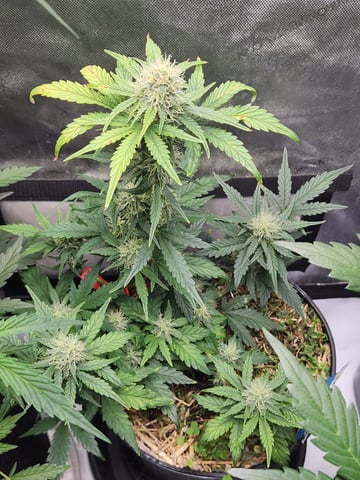 Mephisto Apple Crush in Nature's Living Soil  — flower, day 54