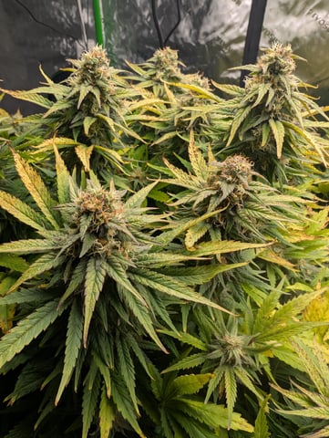 First Legal Grow — flower, day 125