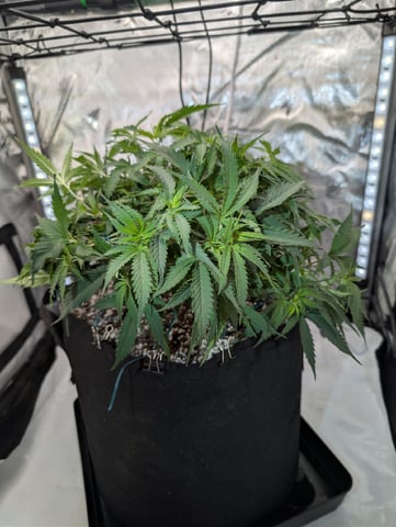 C99 CloneWars! — vegetative, day 21