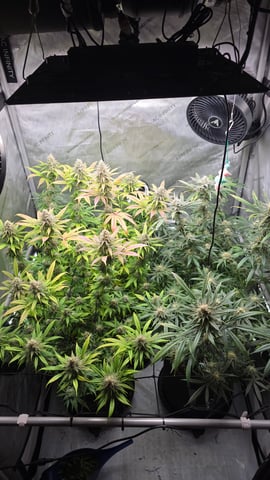 ethos genetics  — flower, day 101