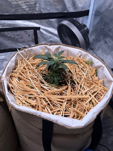 510 First Run! — flower, day 39