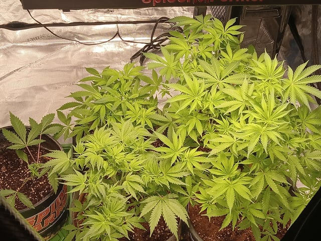 critical purple kush x peyote wifi  in the auto pot system tray 2 grow with added microhazian to the coco coir  — vegetative, day 51