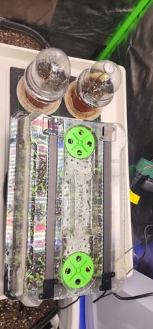 Here We Grow... — germination, day 5