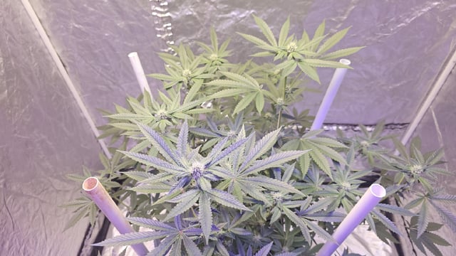 first grow adventure  — flower, day 81