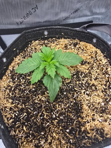 Purple Haze  — vegetative, day 8