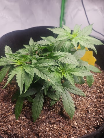 Fat Banana Auto  — vegetative, day 16