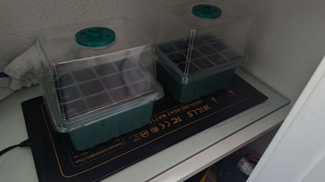 Red chilli truffles c — grow_setup, day 1