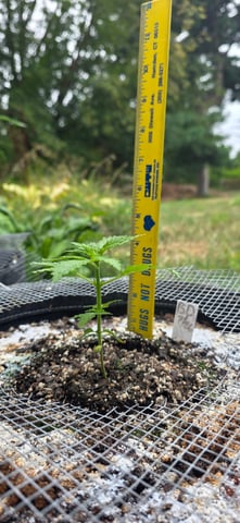 Let's just leave these right here! — seedling_rooting, day 26