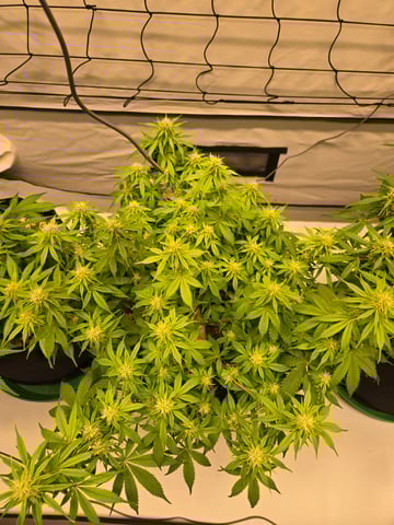 Purple Skunk 3 x 5  — flower, day 64