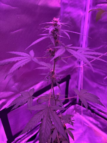 aurora auto — flower, day 106