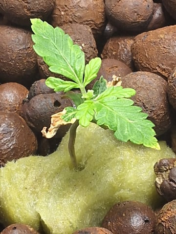 STELLA — seedling_rooting, day 29