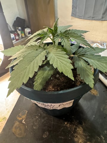 Grow Number 2 — vegetative, day 19