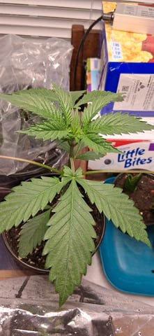 blueberry funk — vegetative, day 21