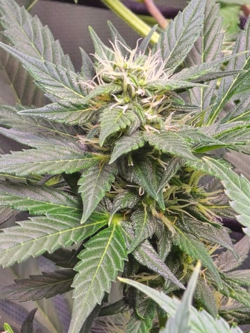 Purple Haze  — flower, day 74