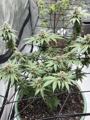 Lemon Cherry Gelato/N.L. — vegetative, day 2